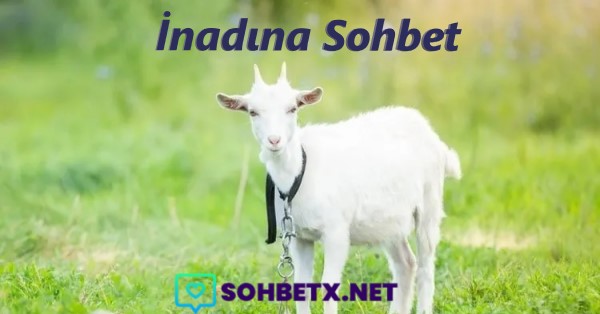 İnadına Sohbet